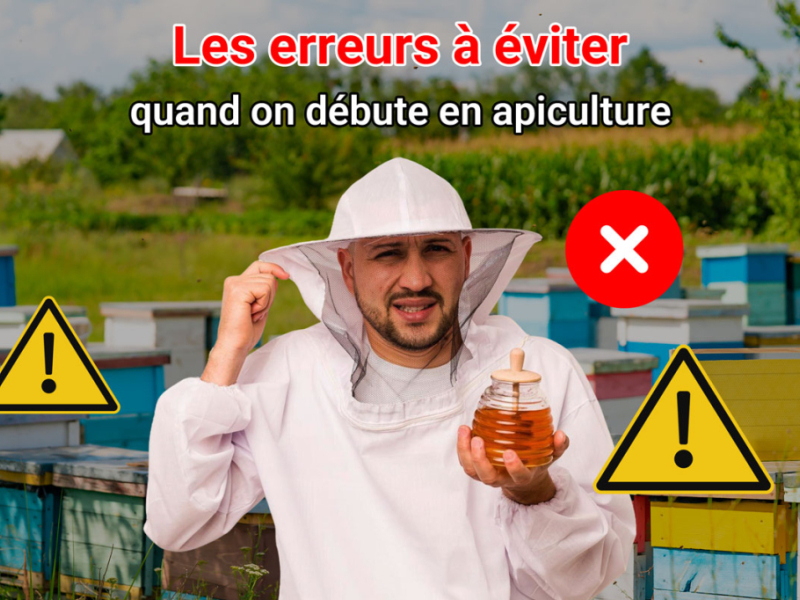 Les erreurs à éviter quand on débute en apiculture